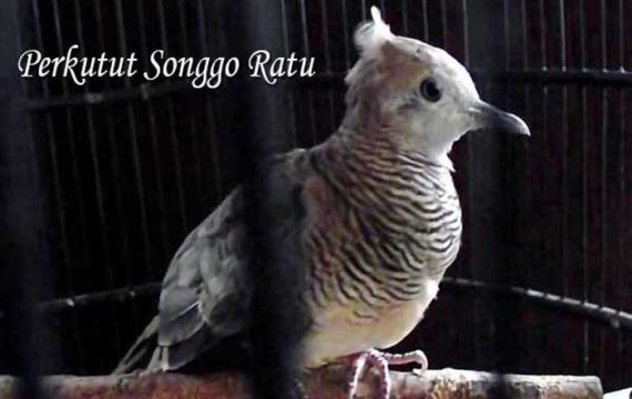 Perkutut Songgo Ratu