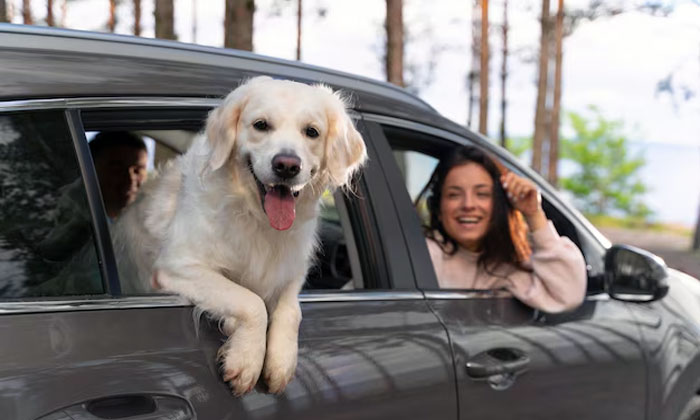 Cara Bepergian Membawa Anjing dengan Aman